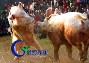 黔東南雷山“明星豬”走秀斗牛場(chǎng)(圖)