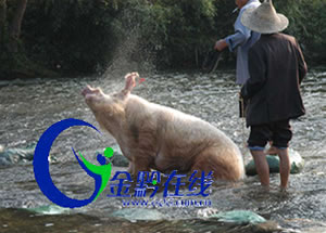 黔東南雷山“明星豬”走秀斗牛場(chǎng)(圖)