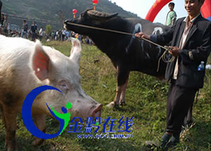 黔東南雷山“明星豬”走秀斗牛場(chǎng)(圖)