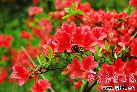 丹寨:杜鵑花開醉游人(組圖)