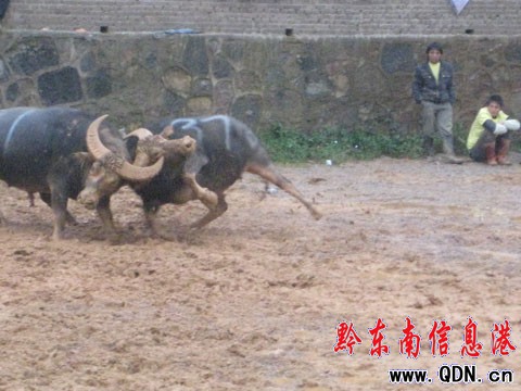 �Ї��C�F�ݨCǭ�|�ϖ|����ţ2009����ِ�_Ļ