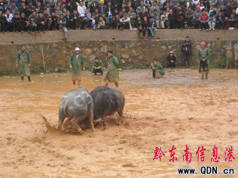 �|����ţ09��(zh��ng)��ِ�Y(ji��)�� �齭ţ���Z�ڣ��D��