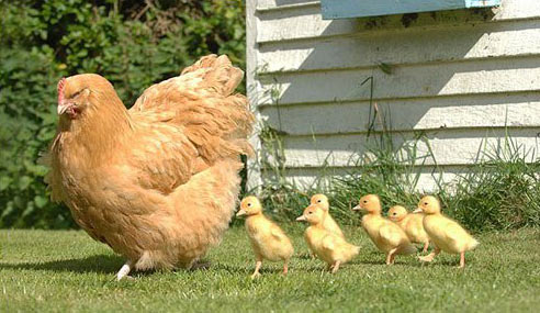 母雞誤孵鴨蛋為出生小鴨當媽媽(圖)
