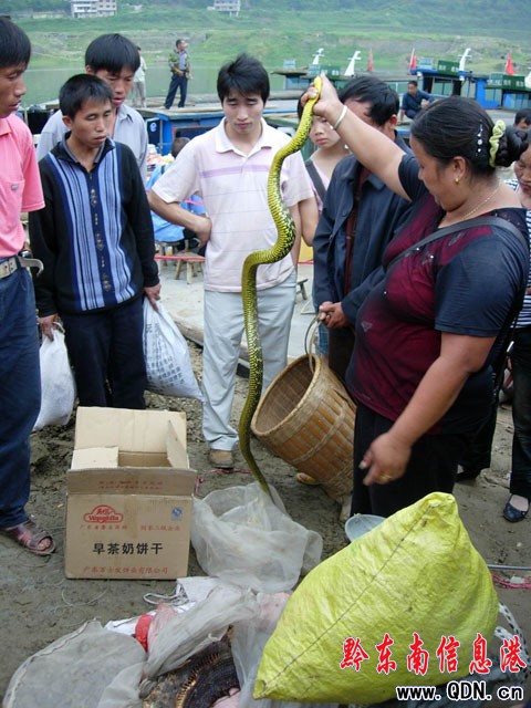 劍河柳川碼頭有人非法收購活蛇(圖)