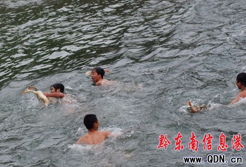 麻江:假日水中賽搶鴨(組圖)