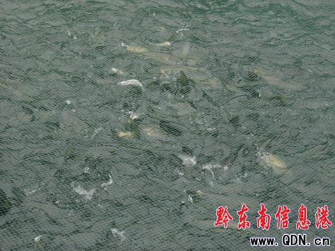 ������ɯ����ˮ�a(ch��n)�B(y��ng)ֳ�����������գ��M�D��