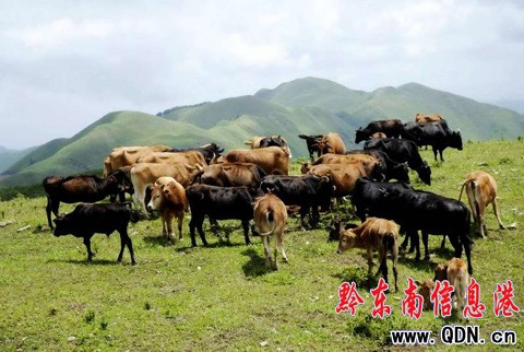 �_�����f���݈����ų�ţ�����M�D��