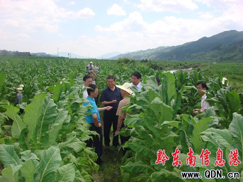 天柱優(yōu)質(zhì)特色煙葉獲國(guó)家專家組肯定 稱風(fēng)格突出