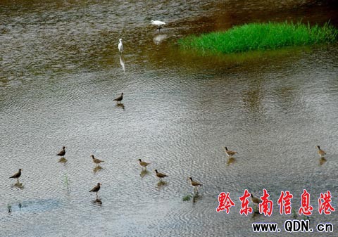 三穗出現(xiàn)“水鳥樂園”美景(組圖)