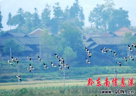 三穗出現(xiàn)“水鳥樂園”美景(組圖)