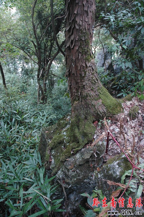 ��ƽ�l�F20�f����Ȼ�𻨘�콻��~�֣��D��