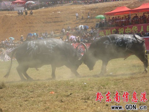 �����T��ѩVS�~�³ǡ� ��ţ�򵽔�ǽK�Q��(�D)