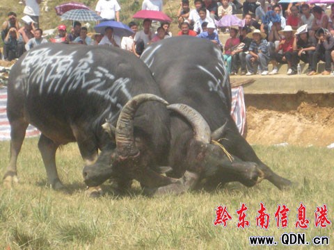 �����T��ѩVS�~�³ǡ� ��ţ�򵽔�ǽK�Q��(�D)