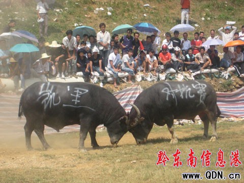 �����T��ѩVS�~�³ǡ� ��ţ�򵽔�ǽK�Q��(�D)