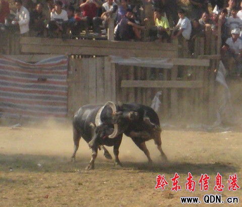 超級牛王爭霸賽閉幕 凱里牛王奪回霸主(圖)