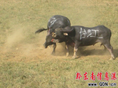 超級牛王爭霸賽閉幕 凱里牛王奪回霸主(圖)