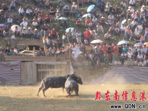 超級牛王爭霸賽閉幕 凱里牛王奪回霸主(圖)