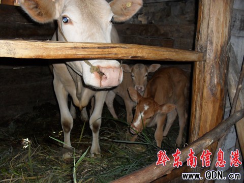 雷山一母牛產(chǎn)下“姐妹”雙胞胎(組圖)