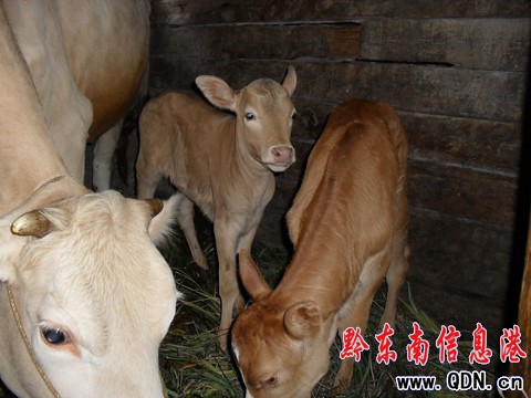 雷山一母牛產(chǎn)下“姐妹”雙胞胎(組圖)