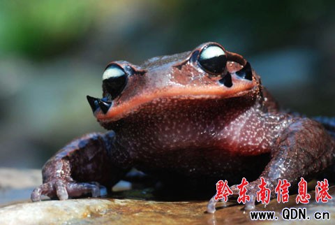 ������ϡ���ǹ֡���(��z��)��H�A�׹�ɽ���M�D��