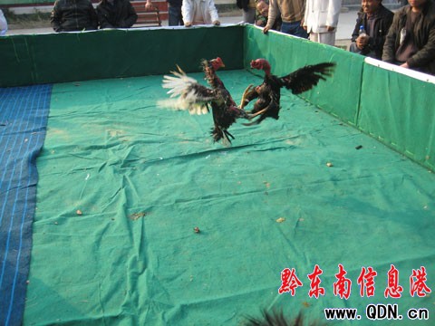 ǭ�|�����u����ِ�_Ļ 