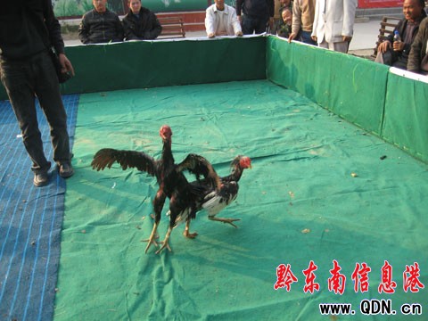 ǭ�|�����u����ِ�_Ļ 