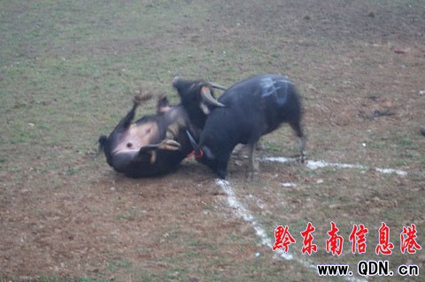 ţ������ِ�M���p�����^�� ��������ِ��չ���L