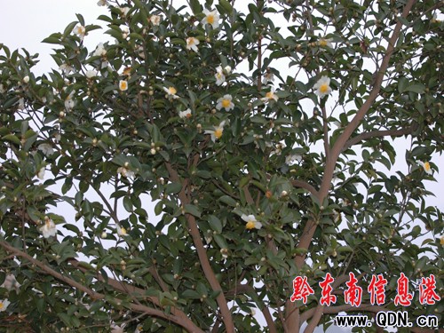 全省油茶產業發展現場會在天柱召開(組圖)