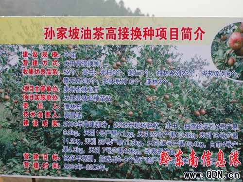 全省油茶產業發展現場會在天柱召開(組圖)