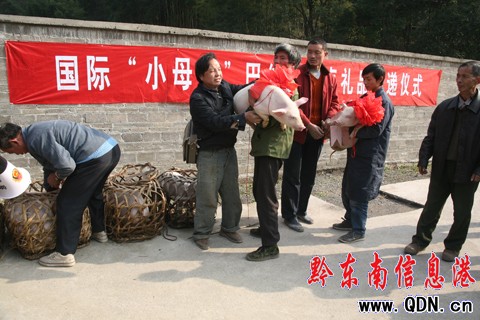 �����HСĸţ���Ŀ���r�¸����D��