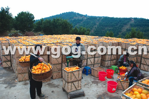 ���Ľ���ُ�ո�ÿ���a�N20Ԫ���D��