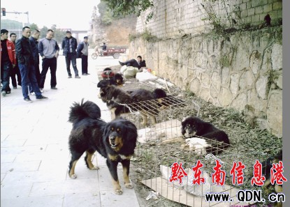 �P���н� 9ֻ���ᡰ�������ˣ��D��