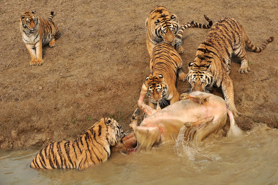 動物園牦牛誤入猛獸區被老虎咬死(組圖)