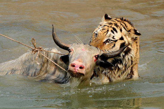 動物園牦牛誤入猛獸區被老虎咬死(組圖)