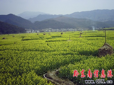 黎平皮林萬畝大壩油菜花大放光彩(圖)