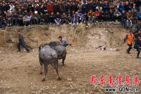 �ɵ�ţ���������Z�� �����@�궷ţ��(ch��ng)���D��