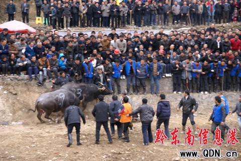 �ɵ�ţ���������Z�� �����@�궷ţ��(ch��ng)���D��