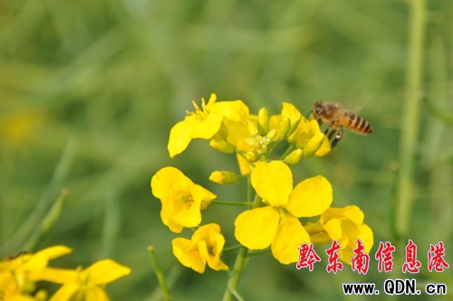 �˹�������Сɽ�� �������ڴ����꣨�D��