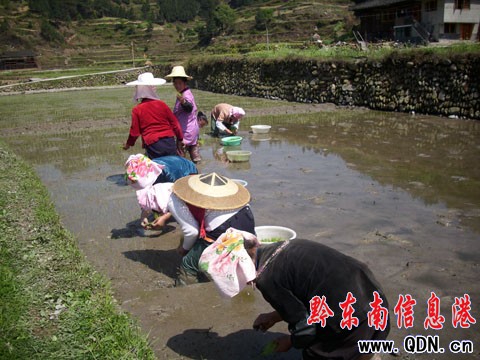 雷山“留守婦女”田間互助幫扶點秧忙 (組圖)
