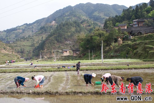 ��ɽ�r(n��ng)������ˮ������æ���D��