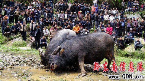 ��ƽ�������塰��Ķ����� �g�����������M�D��