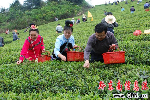 雷山縣急需2000多名采茶工(圖)