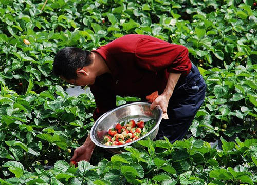 ��˾��ժ��ݮ����(d��ng)�� ����������ĩ��(l��)����