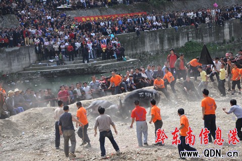 臺江舉辦斗牛比賽歡度姊妹節(組圖)