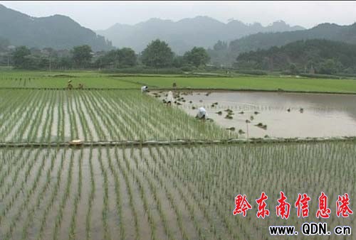 臺江縣完成水稻育秧0.61萬畝(圖)