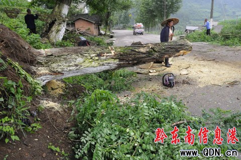 凱里:巨大槐樹堵省道(圖)