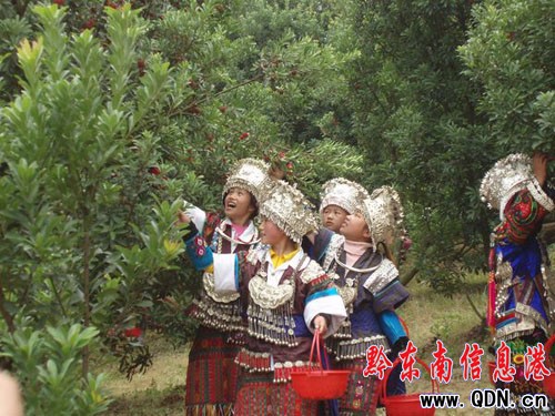 ��÷�t��ɽ���� �����Ůϲժ÷���D��