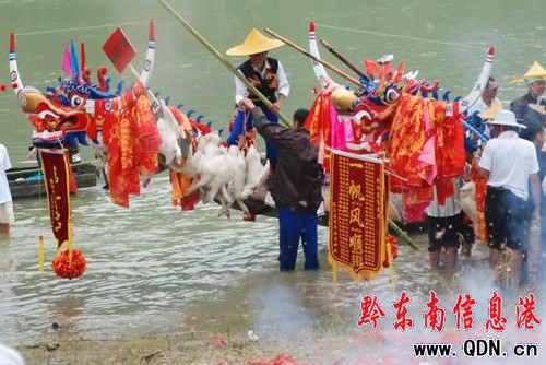 臺江:清水江畔“獨木龍舟”競風流(圖)