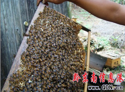 李茂勇:野生中蜂土專(zhuān)家年創(chuàng)收近十萬(wàn)(圖)