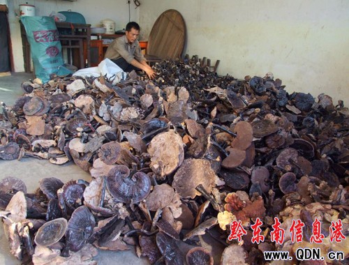 劍河野生靈芝進(jìn)入豐盛期備受青睞(圖)